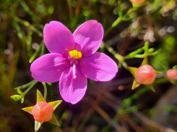 Chironia linoides subsp. linoides flower